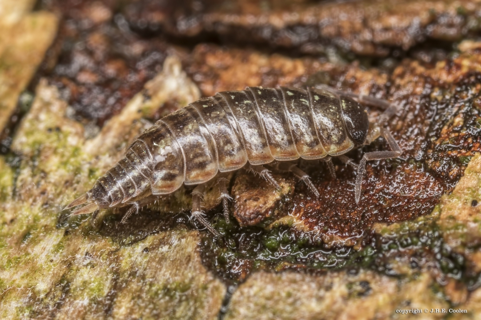 Mos pissebed - Geleedpotigen - Mos pissebed