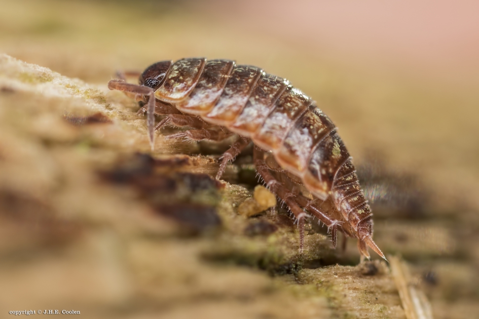 Mos pissebed - Geleedpotigen - Mos pissebed