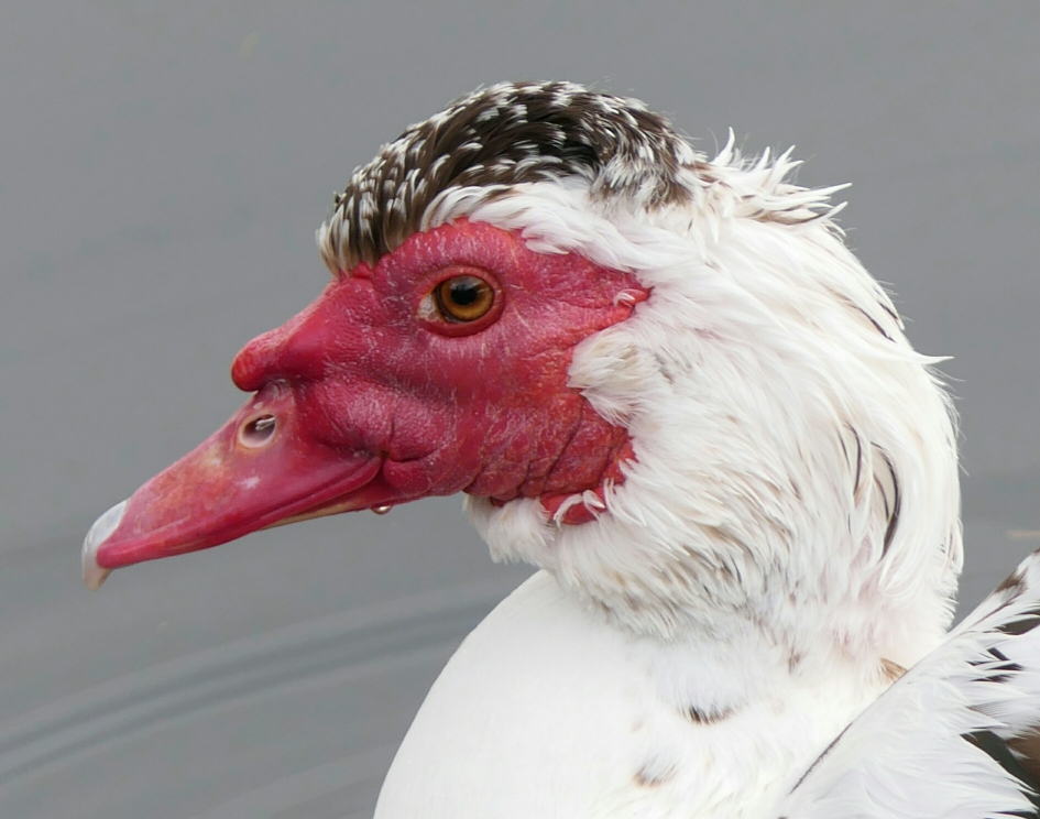 Muskuseend - Vogels - Muskuseend