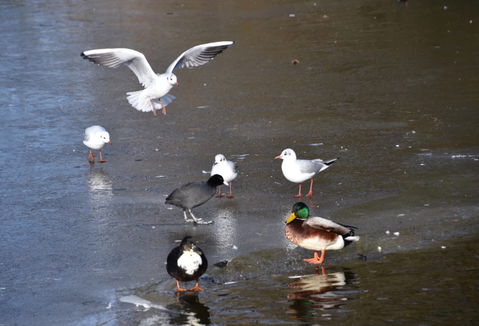 Druk op het ijs van de gemeentevijver - Vogels - 