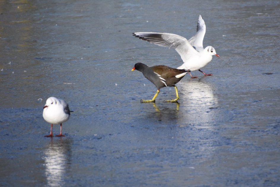 Het ijs even proberen - Vogels - 