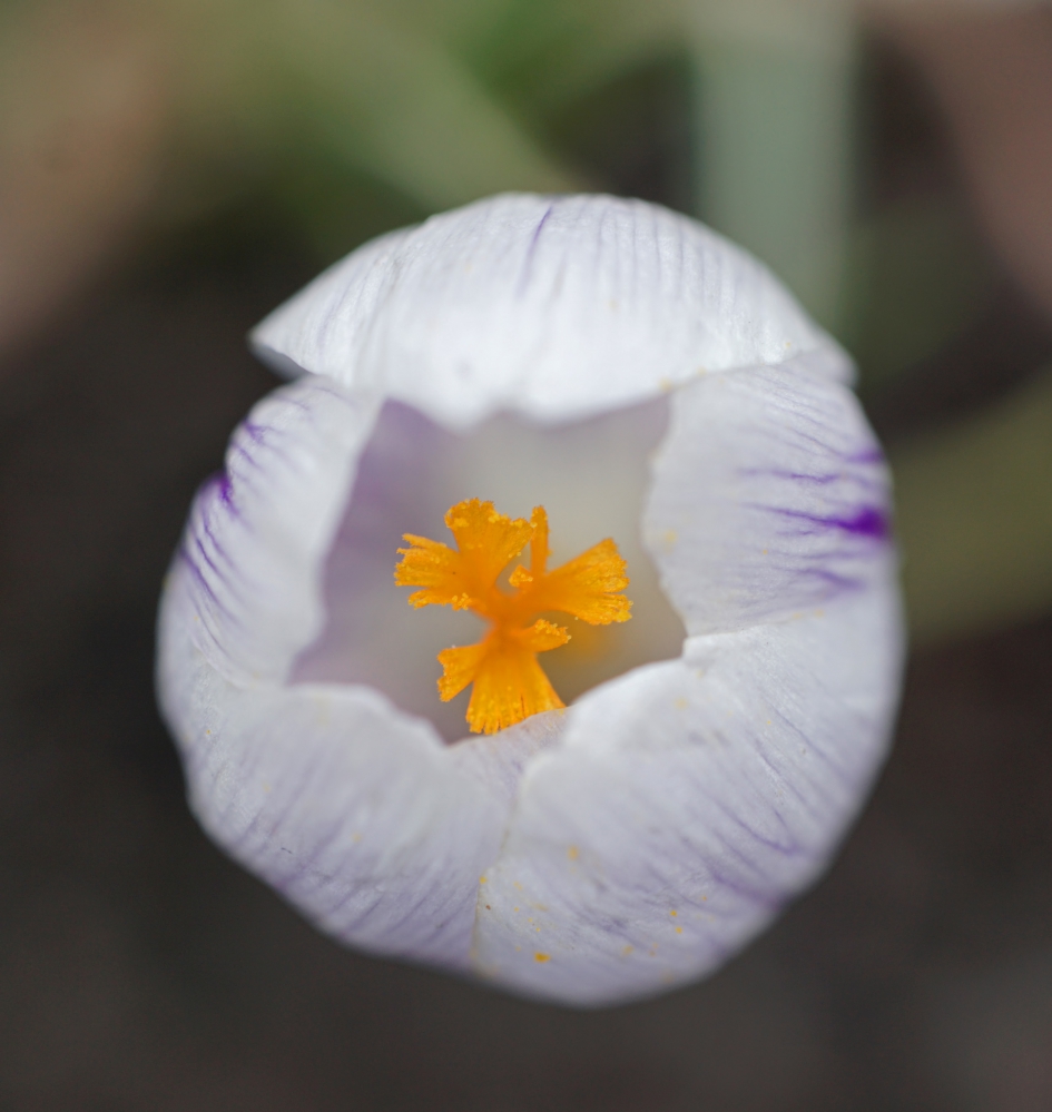 Naar binnen gluren - Planten - Krokus