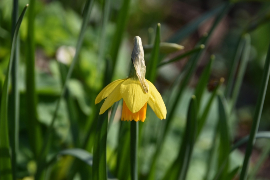 Narcis - Planten - 