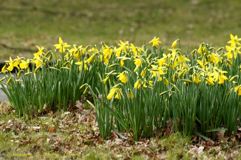Narcissen - Planten - Narcissen