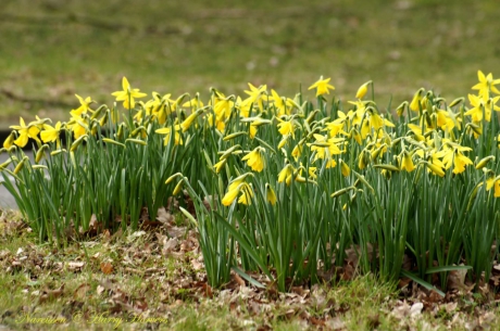 Narcissen