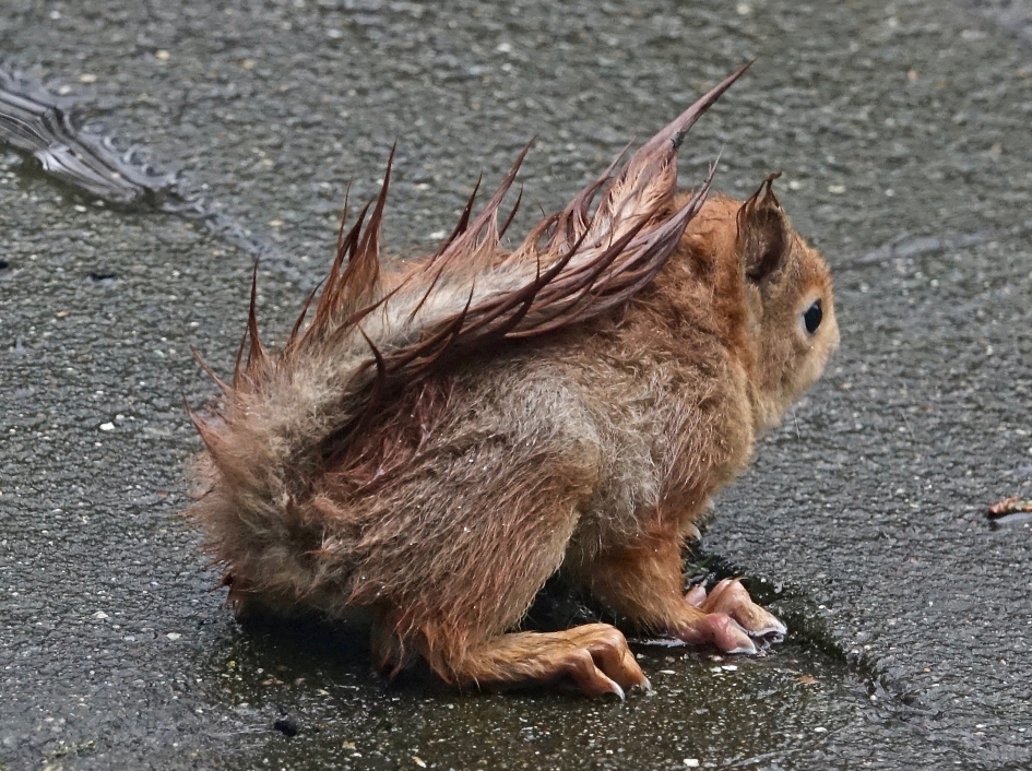 Nat en klein maar o zo dapper - Zoogdieren - Eekhoorn
