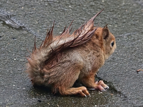 Nat en klein maar o zo dapper