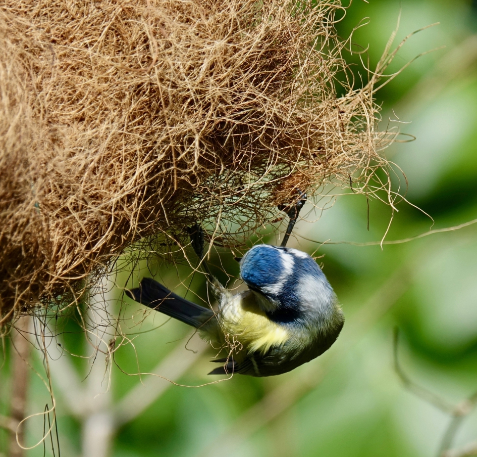 Nestbekleding 2 - Vogels - Pimpelmees