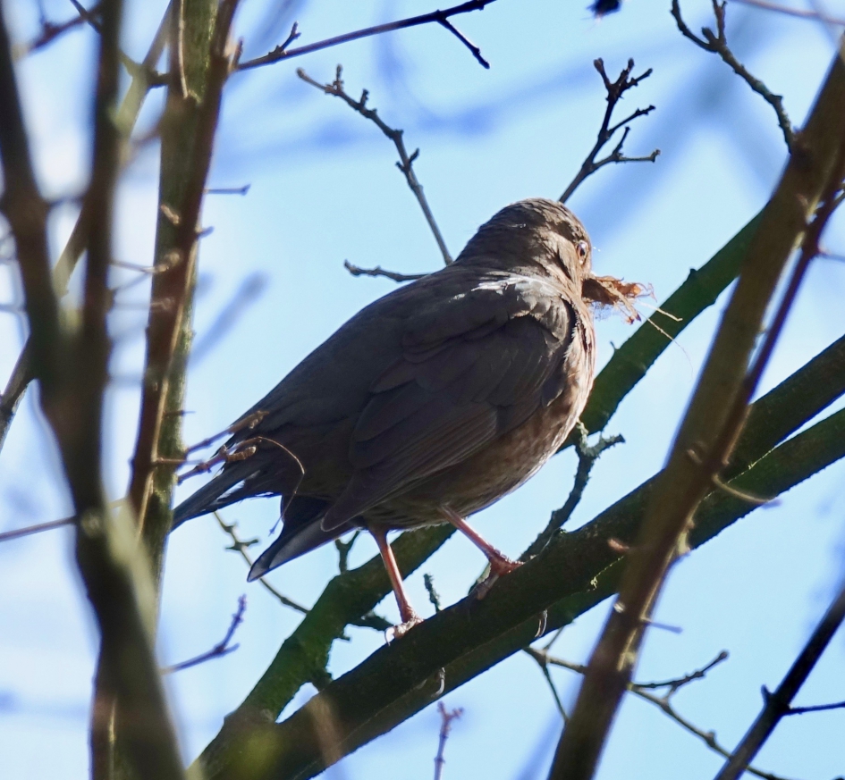 Nestelen, hoe doe je dat? - Vogels - Merel