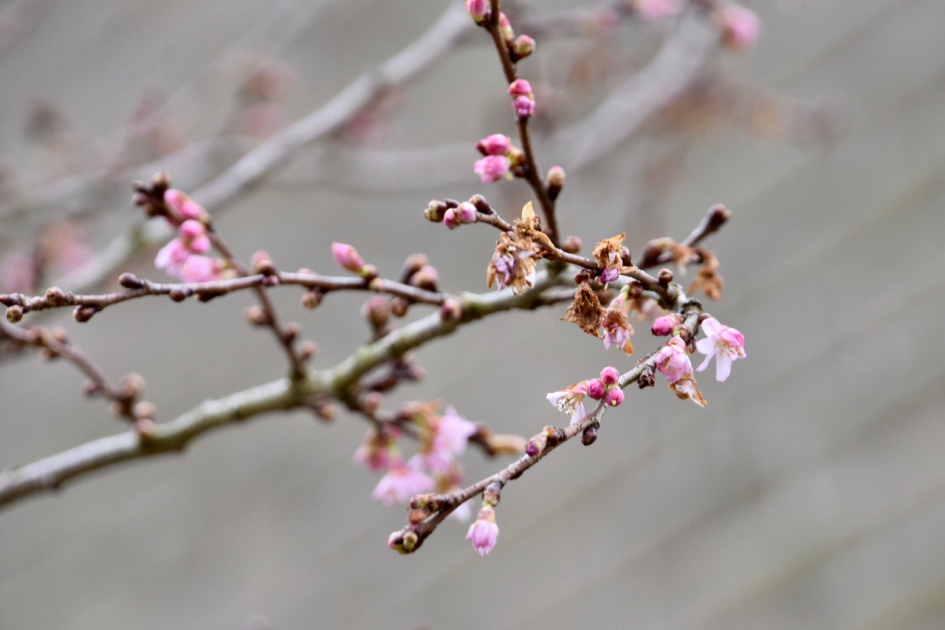 Niet makkelijk... - Planten - 