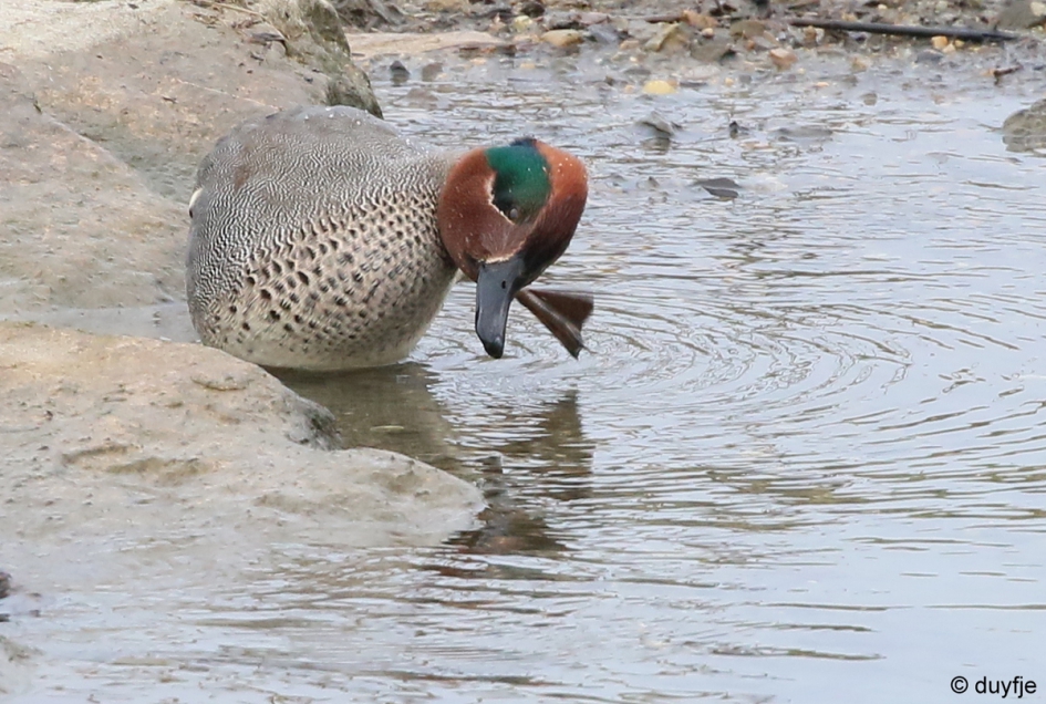 Niet meer ZWAAIEN nu! - Vogels - Wintertaling