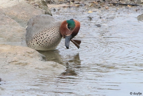 Niet meer ZWAAIEN nu!