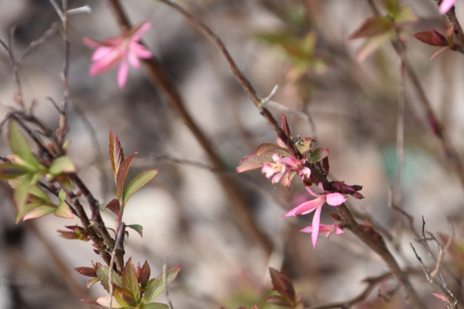 Nieuw blad - Planten - 