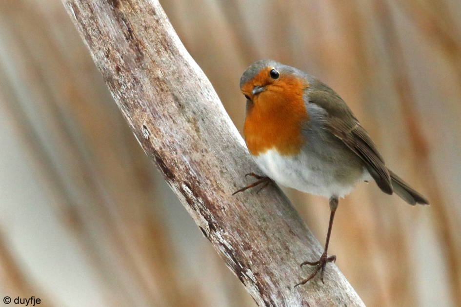 Nieuwsgierig - Vogels - Roodborstje