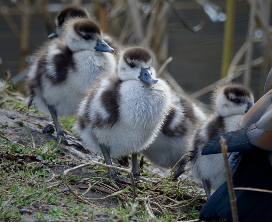 Nijlgansje - Vogels - Nijlgans