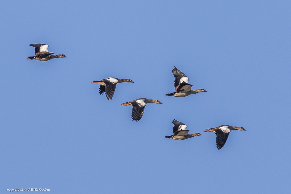Nijlganzen - Vogels - Nijlgans