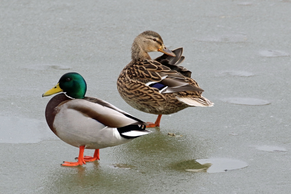 Nog een beetje nachtvorst - Vogels - 