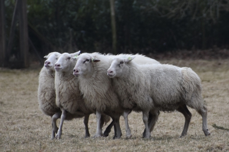 Nog een schapen foto