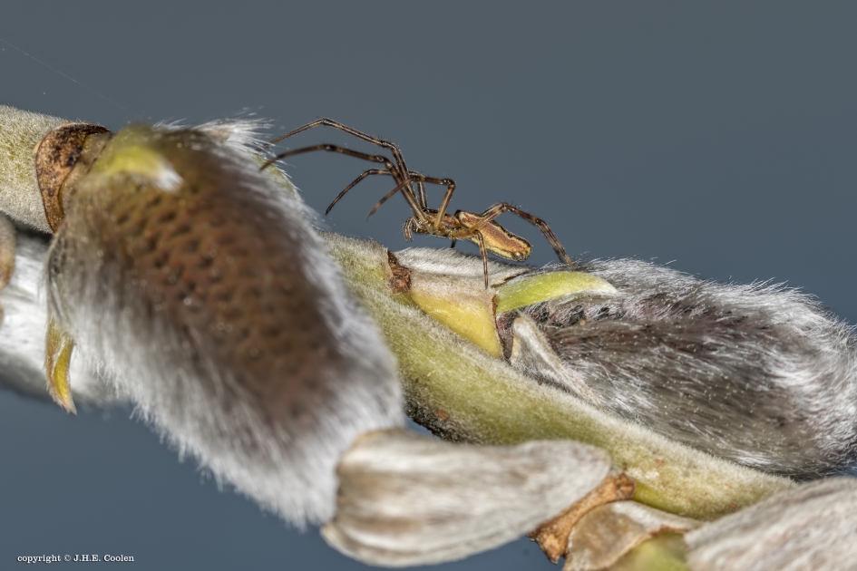 Nog niet.... - Planten - Katje