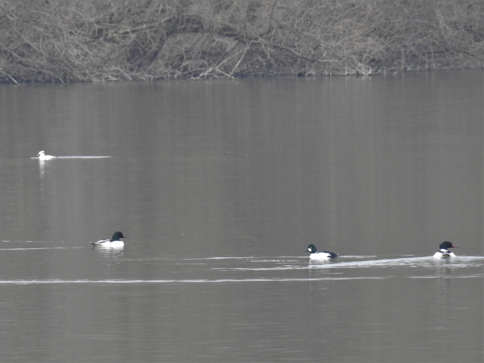 Mannen onder elkaar.Nonnetje, brilduiker en grote zaagbekken . - Vogels - 
