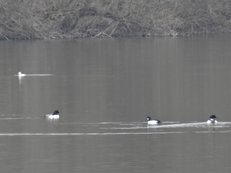 Mannen onder elkaar.Nonnetje, brilduiker en grote zaagbekken .