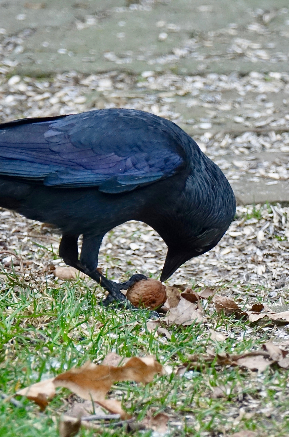 Notenkraker - Vogels - Kauw