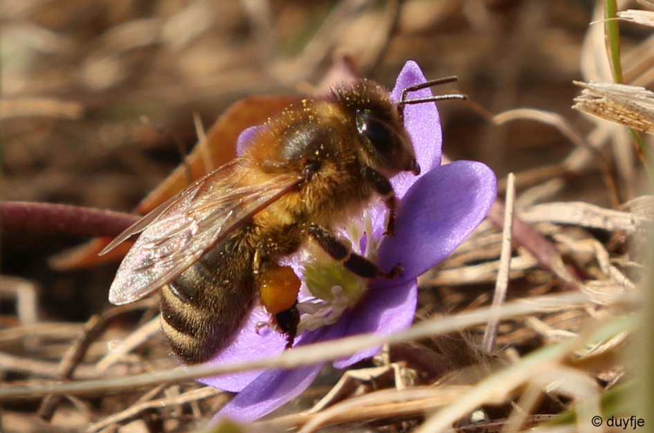 Omarm de lente - Geleedpotigen - Bij
