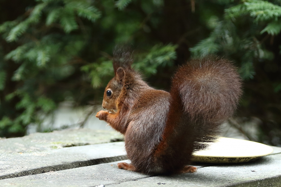 onze regelmatige tuinbezoeker - Zoogdieren - 