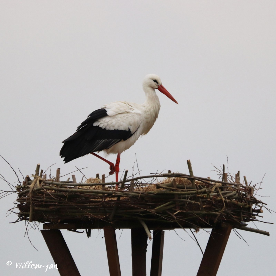 ooievaar geland - Vogels - 