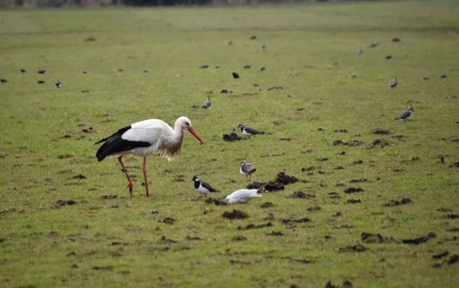 Ooievaar in het land... - Vogels - 