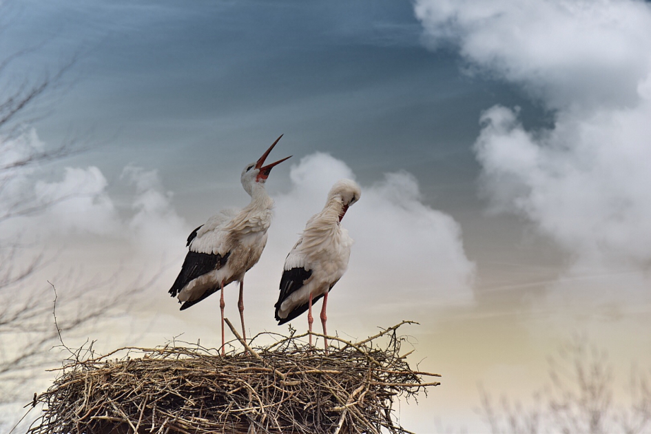 Ooievaars op het nest - Vogels - Ooievaar