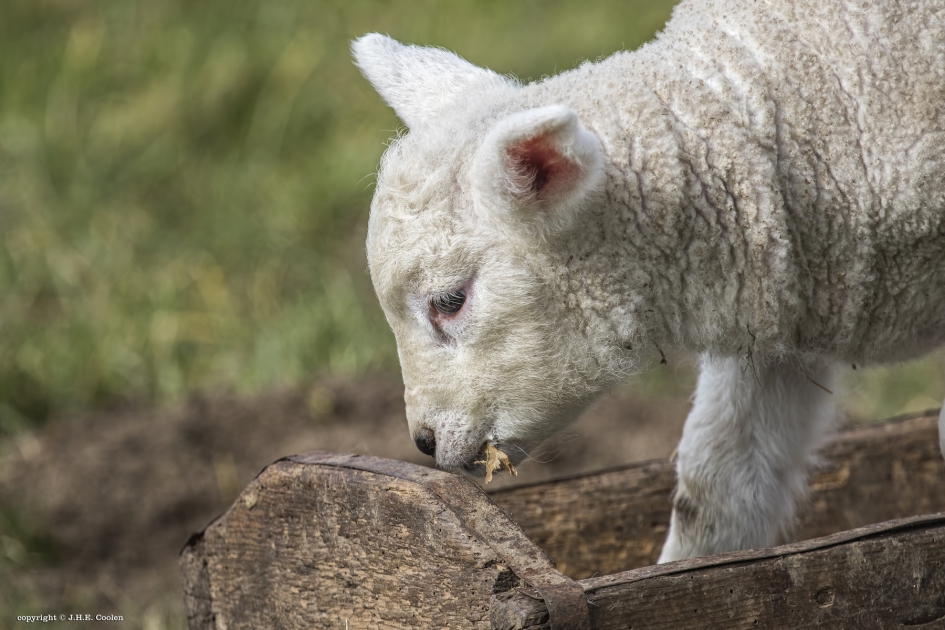 Ook hier.... - Zoogdieren - Schaap