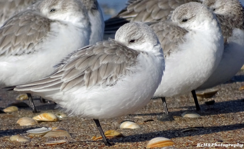 Ook wij hebben het koud (Drieteenstrandloper). - Vogels - Drieteenstrandloper.