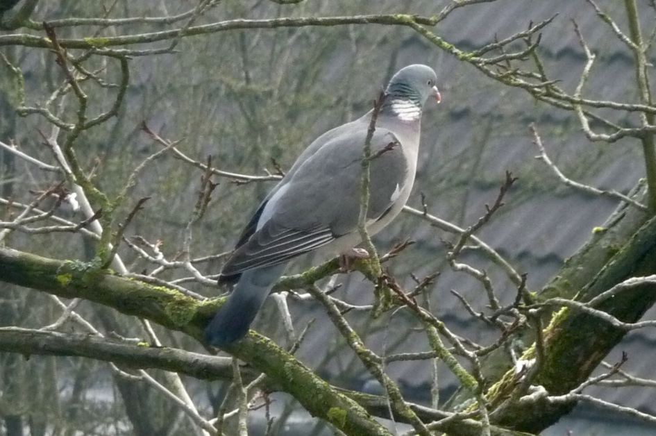 Op de uitkijk! - Vogels - 