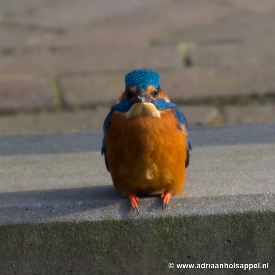 op het randje - Vogels - IJsvogel