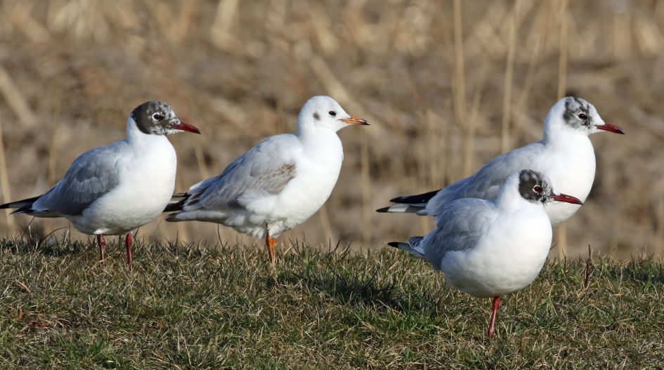 Op weg naar het zomerkleed - Vogels - 
