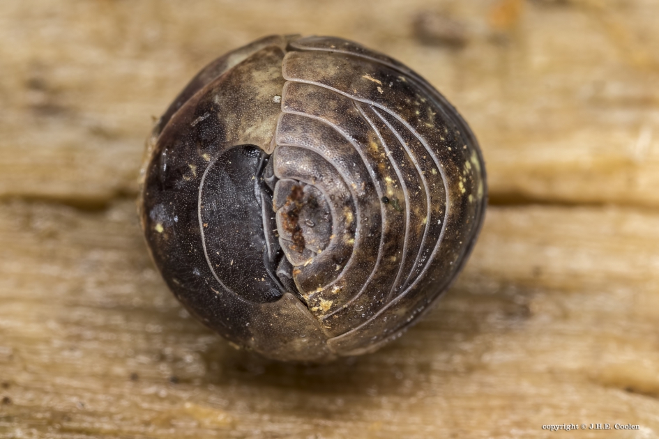 Oprolpissebed - Geleedpotigen - Gewone oprolpissebed