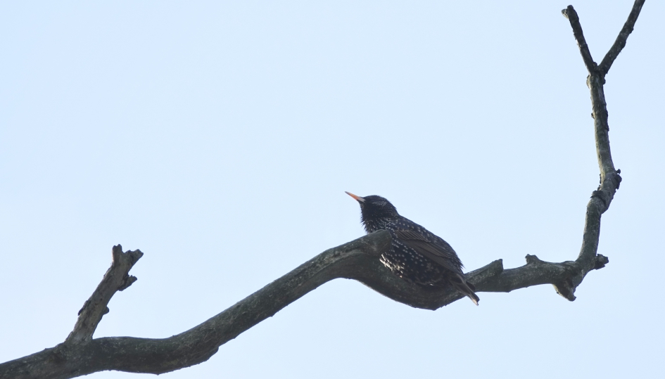 Opwarmen in de vroege ochtendzon - Vogels - Spreeuw