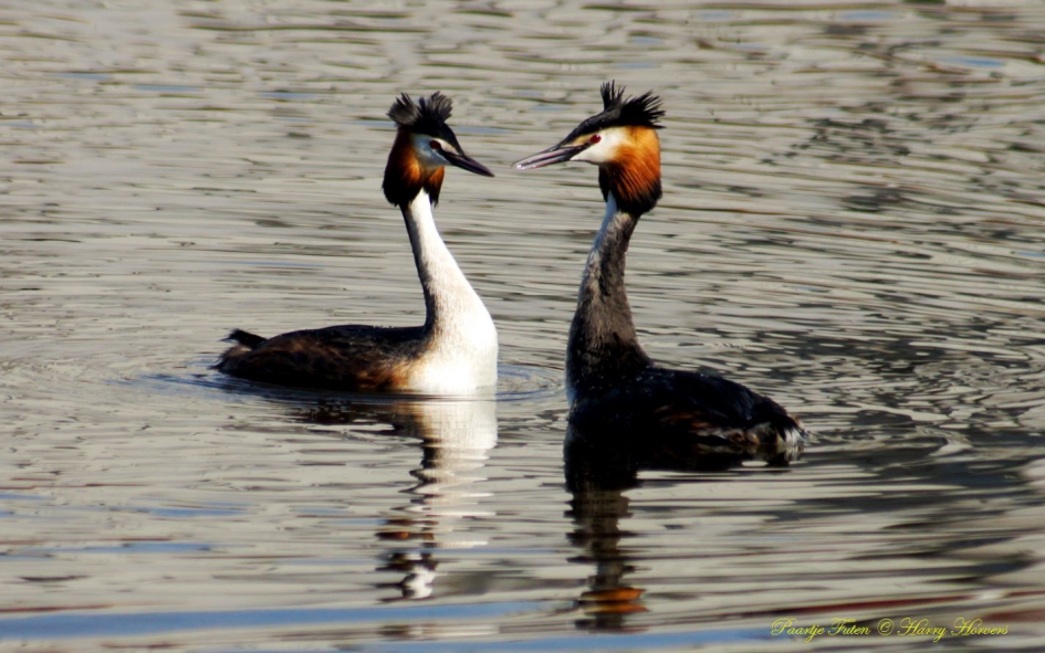 Paartje Futen. - Vogels - Futen