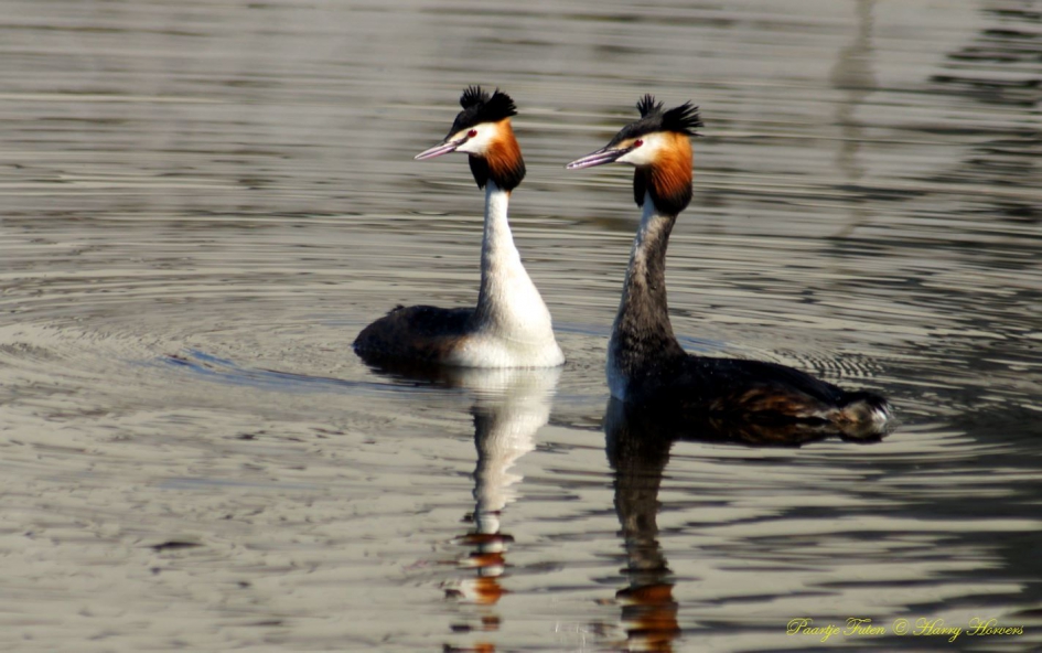 Paartje Futen - Vogels - Futen