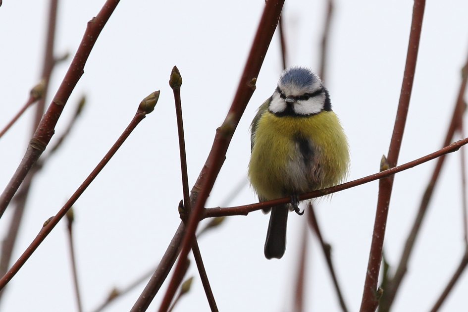 pimpelmees - Vogels - 