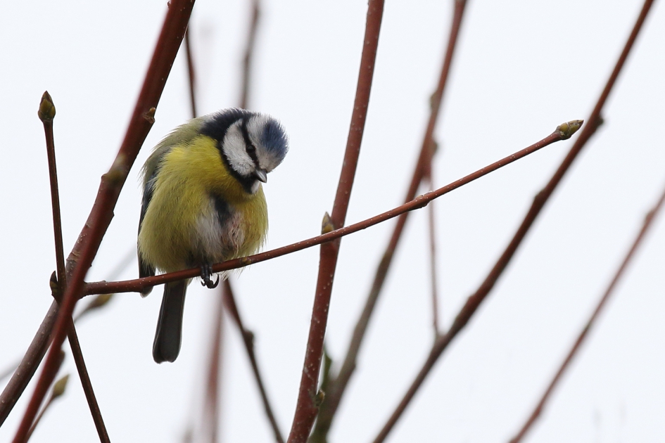 pimpelmees - Vogels - 