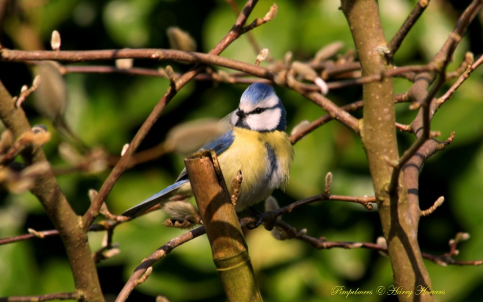 Pimpelmees - Vogels - Pimpelmees