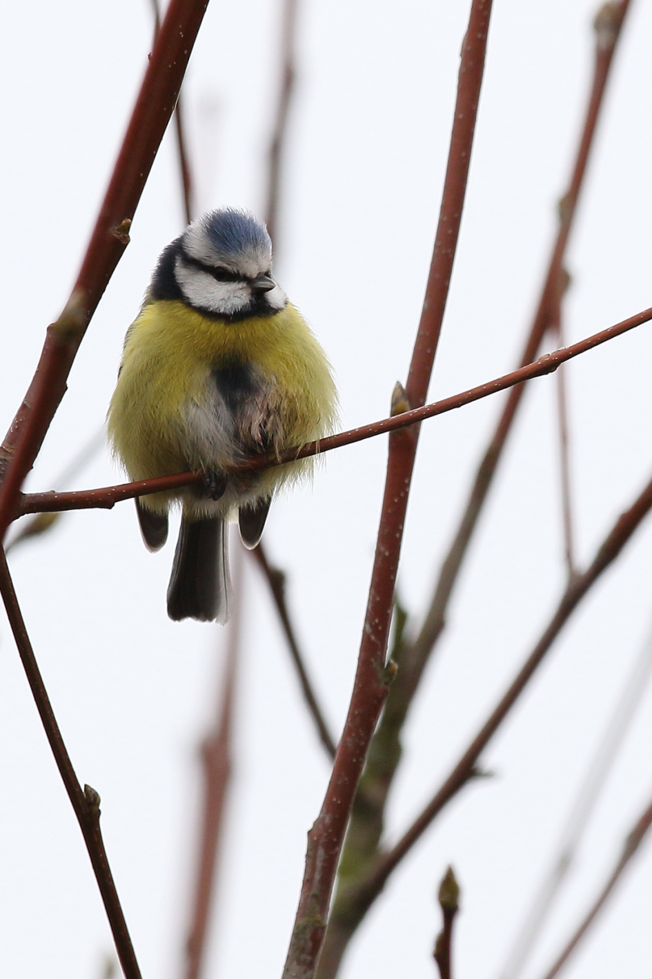 pimpelmees ''in winterjas'' - Vogels - 