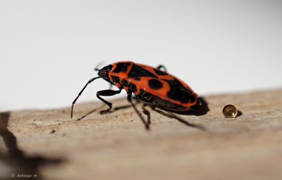 Plasje? - Geleedpotigen - Vuurwants