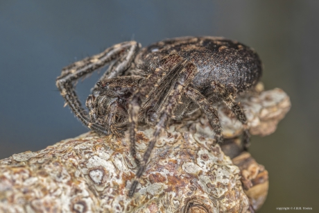 Platte wielwebspin (Nuctenea umbratica)