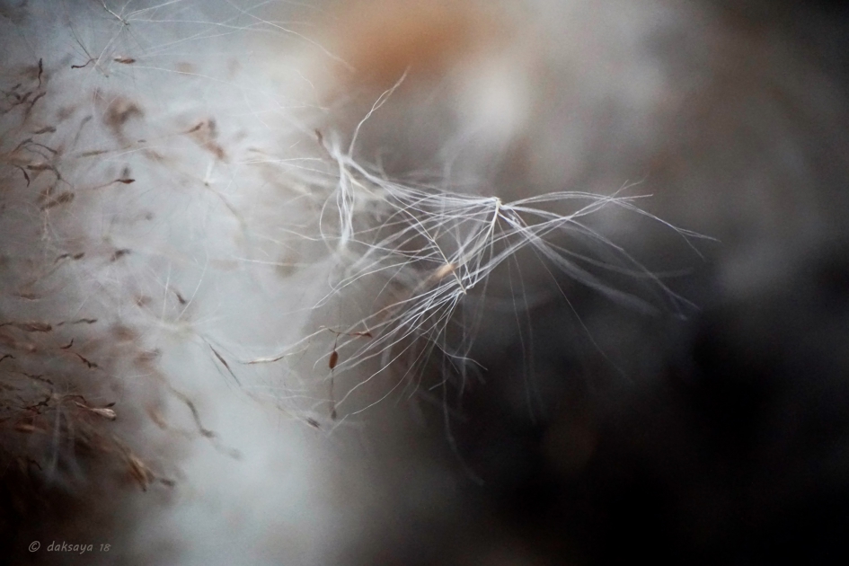 Pluiszaad - Planten - 