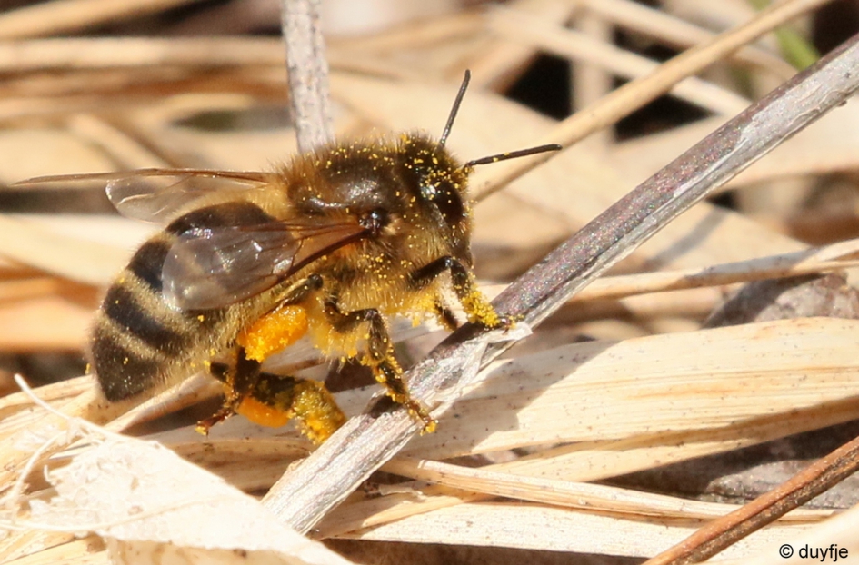 pootjes poetsen - Geleedpotigen - Bij