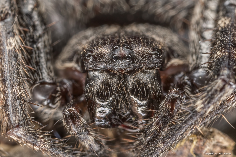 Portret van een..... - Geleedpotigen - Platte wielwebspin