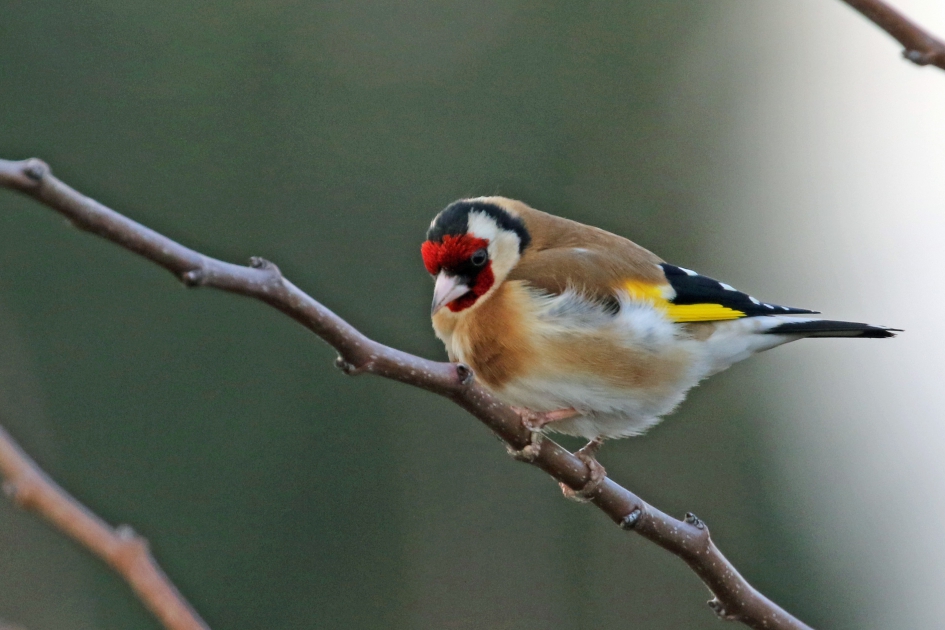 Putter (2) - Vogels - 